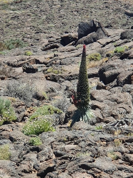 la végétation du Teide