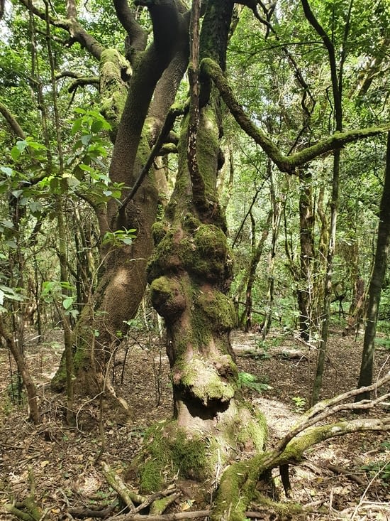 quand je vous dis que c'est une forêt magique