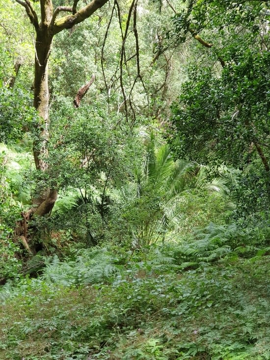 vegétation tropicale