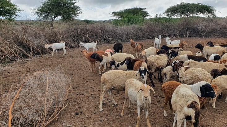 enclos Maasai