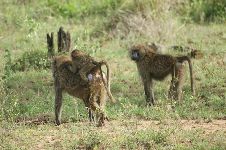 famille de babouins