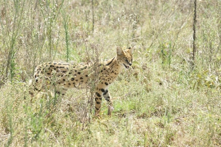 Serval, un prédateur si discret