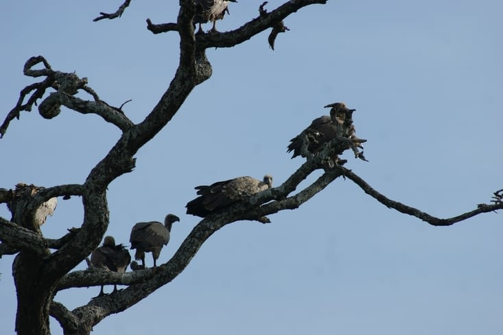 vautours attendant leur tour