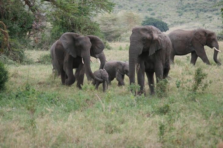 famille d'éléphants