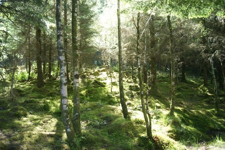 sombres forêts des Highlands