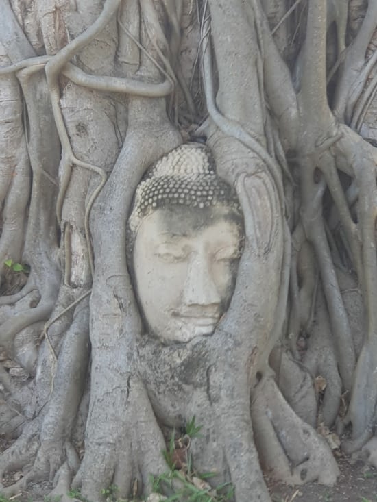 La tête de Bouddha dans le banian