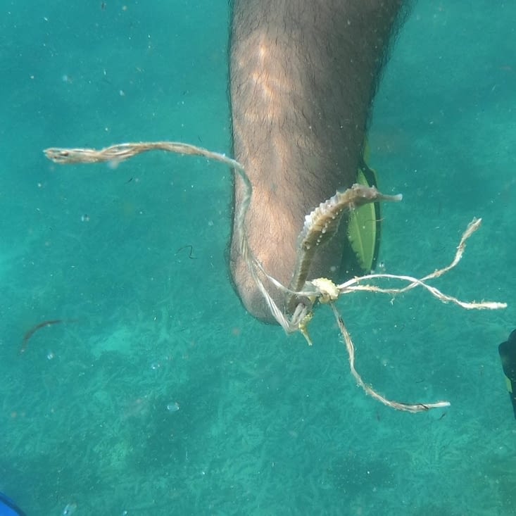 rencontre avec un hippocampe