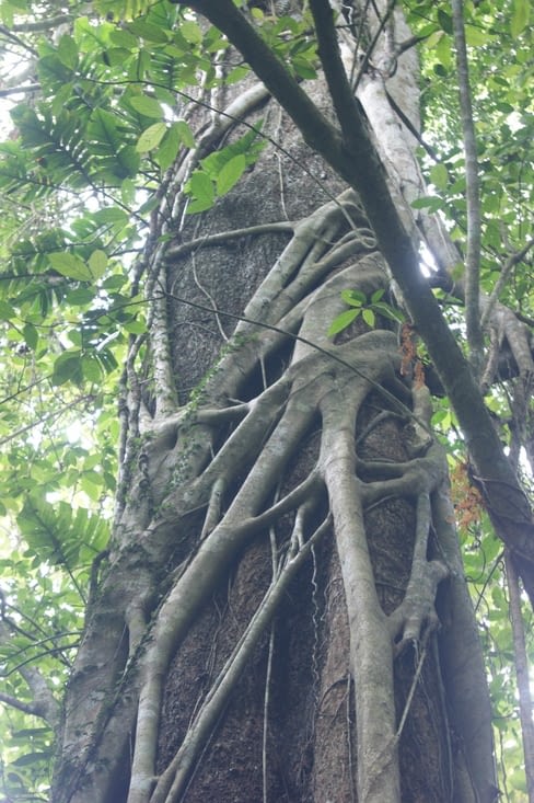 la naissance du ficus