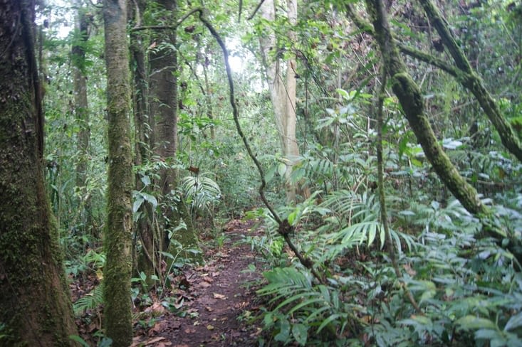 le sentier dans la jungle