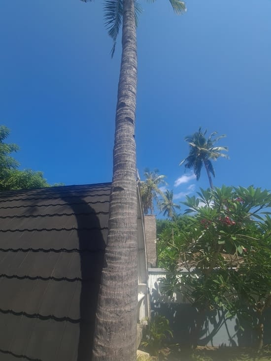 Tronc de cocotier avec encoches