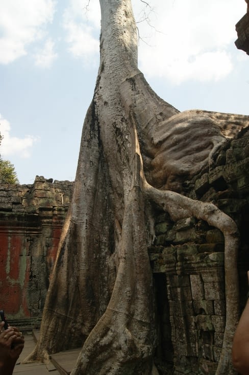 des arbres mangeurs de pierre