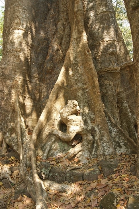 quand les racines font de la sculpture