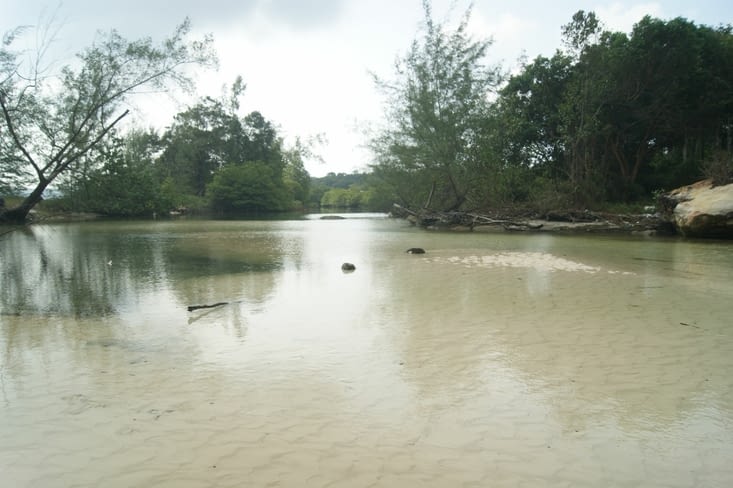 Koh Rong la mangrove
