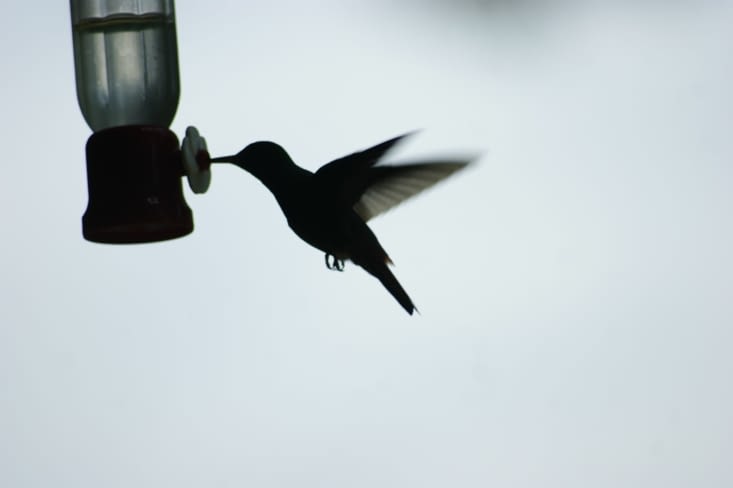 Colibri en vol