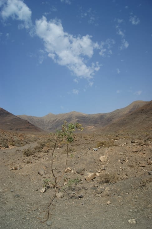Un arbre, si si c'est le seul