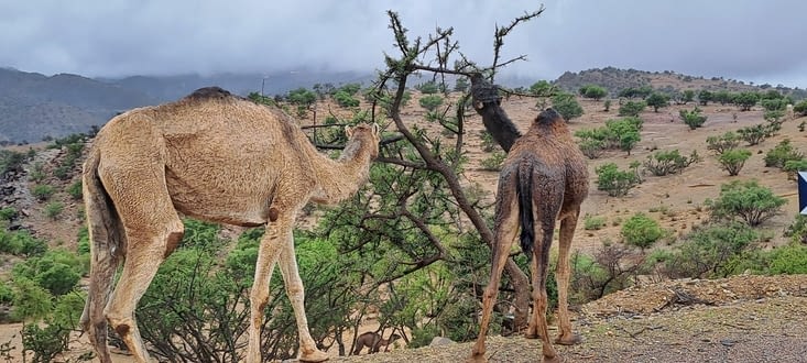 Les chameaux apprécient les arganiers