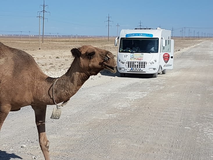 ...puis des chameaux
