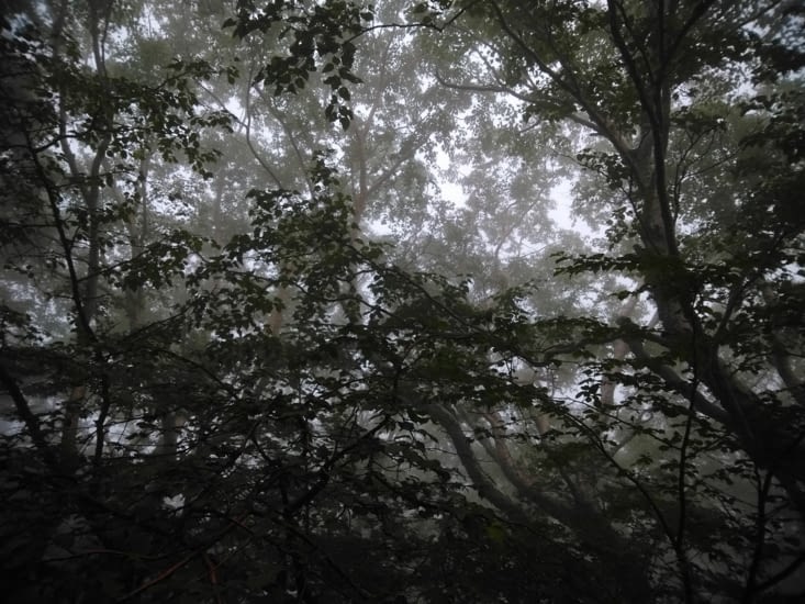 Wandering the mystic forest