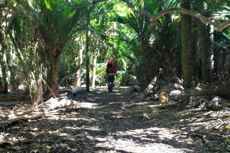 Making my way through the jungle