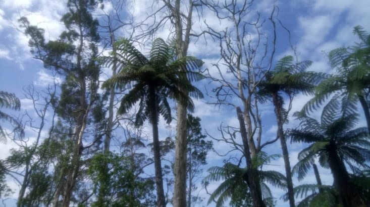 through the native forest