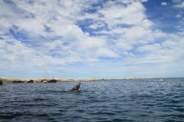 Kayak excursion for seals watching