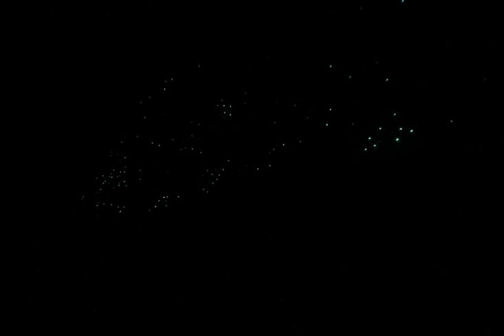 Glowworms, shining like stars in the darkness of the forest