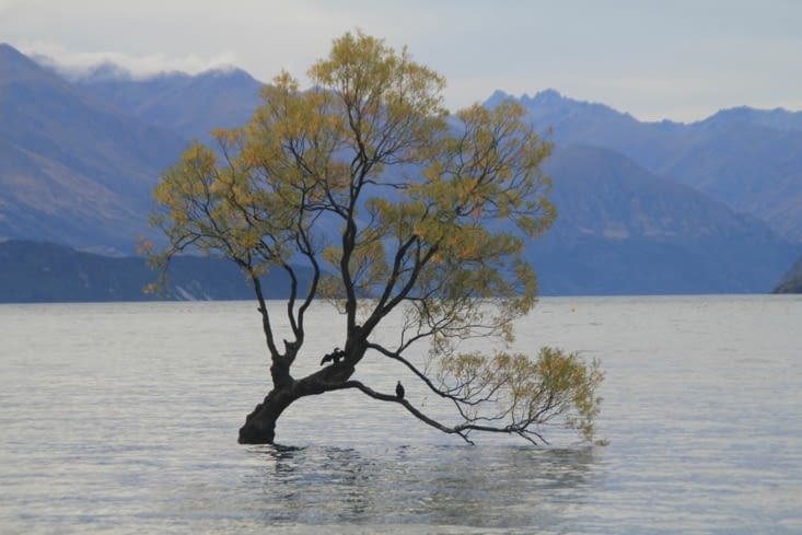 Wanaka tree