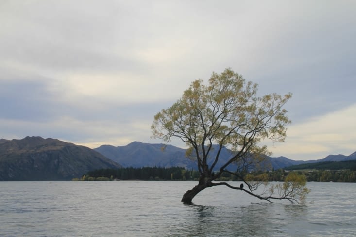 Wanaka tree, standing alone in the lake