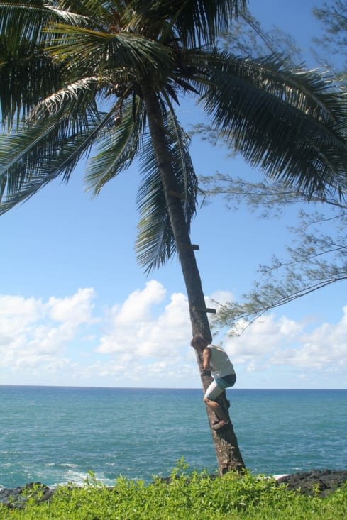 climbing the coco tree