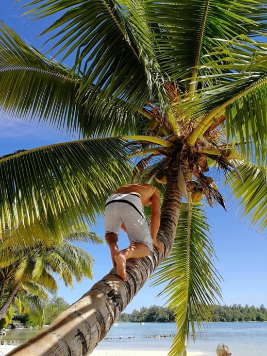 Climbing the coconut tree