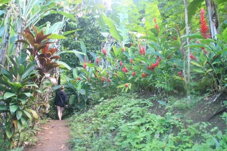 Welcome to the jungle