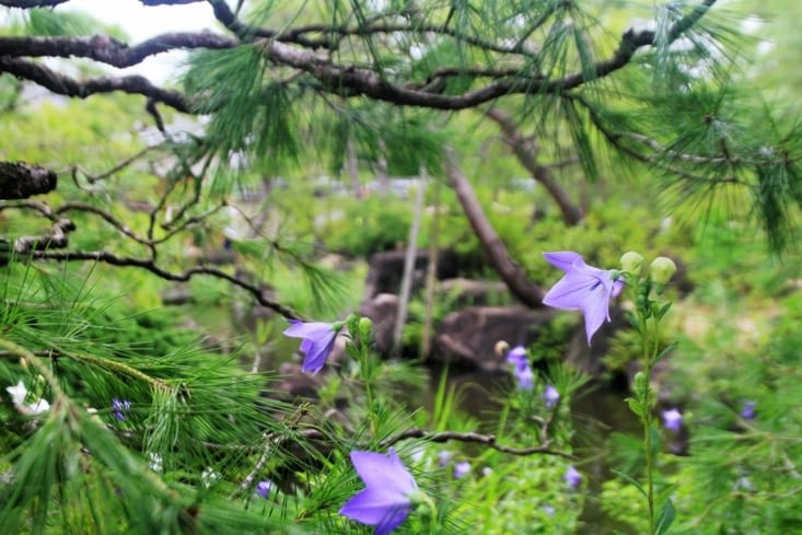 Wonderful nature: Himeji