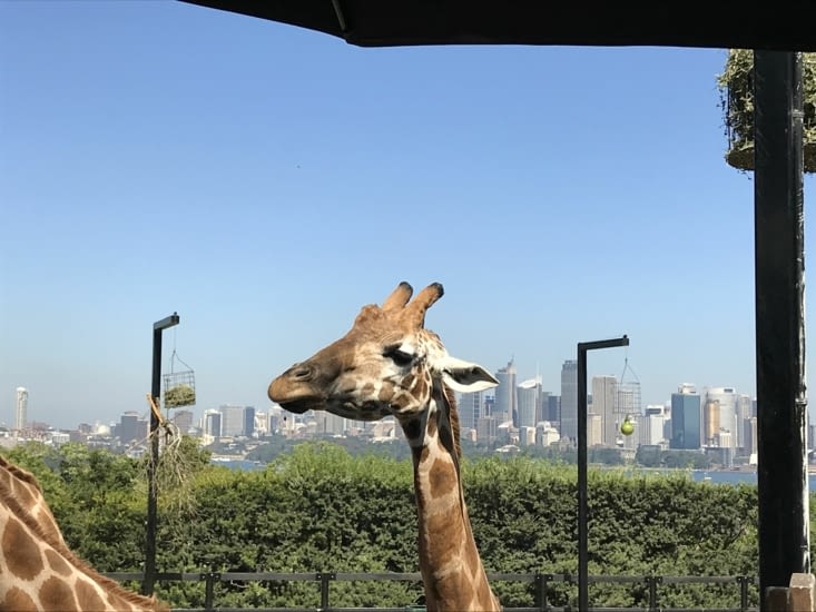 Les girafes ont une vue de fou!