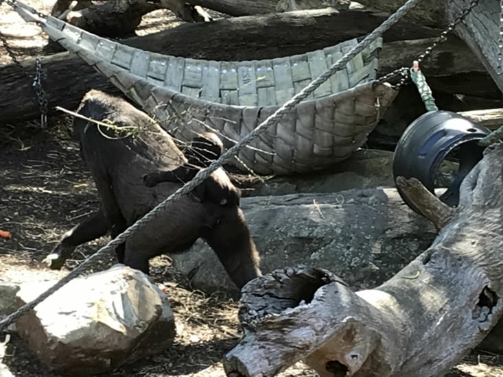 Maman gorille et bébé viennent manger un bout devant nos yeux émerveillés