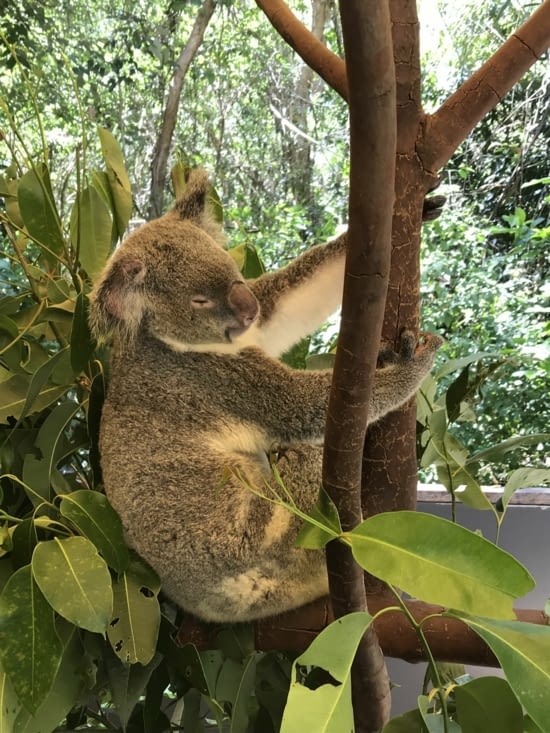 Les koalas étaient les mieux lotis avec un ventilateur devant leur nez!