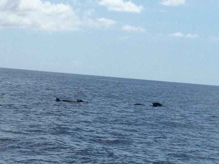 Et voici les baleines pilotes que nous avons vues...