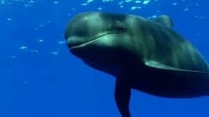 La baleine pilote n'est pas une baleine mais un dauphin apparenté à l'orque..voici le lien d'une vidéo A voir!!http://www.plongeurs.tv/Une-plongee-avec-les-baleines-pilotes-et-leurs-petits-Sublimissime-_v197.html