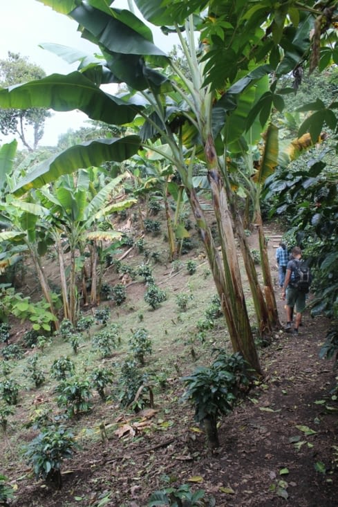 Plantation de café bio
