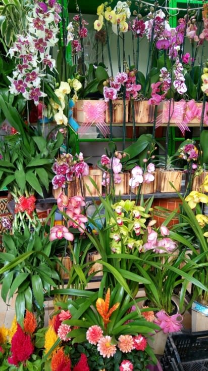 Marché Paloquemao - orchidées