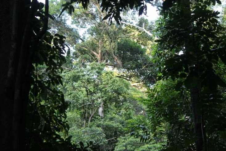 Balade dans la jungle jusqu'à la cascade de Klong Jaak