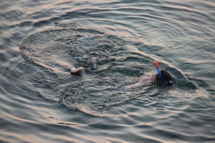 Le snorkeling (masque+tuba) permet aussi très bien d'observer la vie aquatique