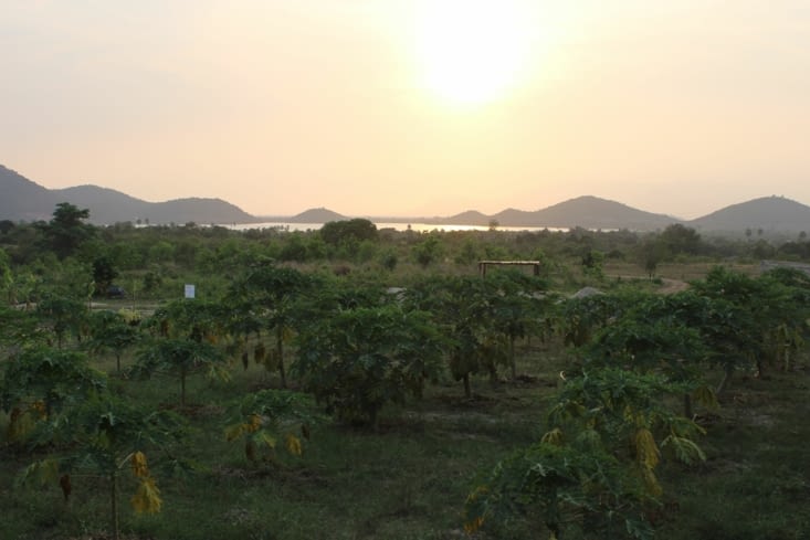 Couché de soleil sur le lac secret et la plantation.