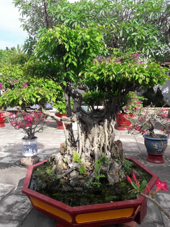 Magnifiques gros bonsaïs, présents un peu partout au Vietnam
