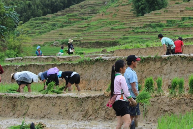 Repiquage du riz avec les Hmongs