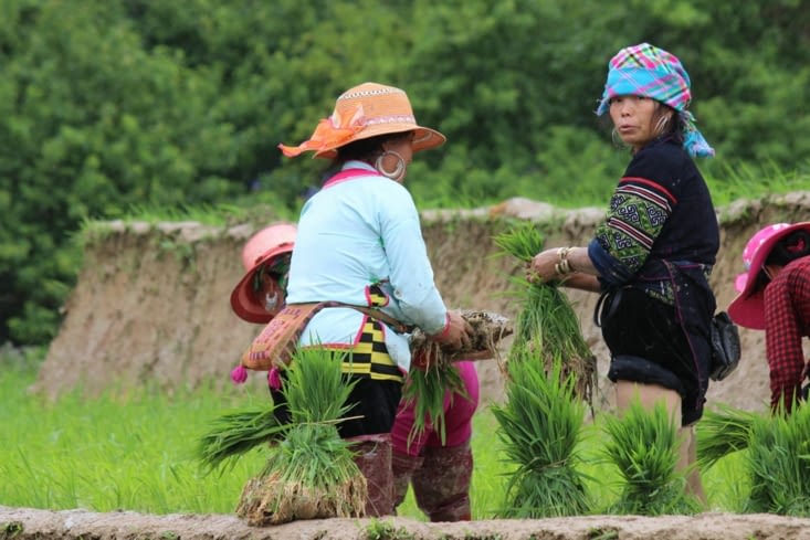 Repiquage du riz avec les Hmongs