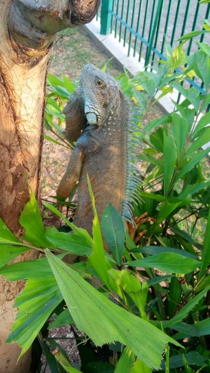 Un des 30 iguanes qu'on a pu voir dans le jardin de la résidence