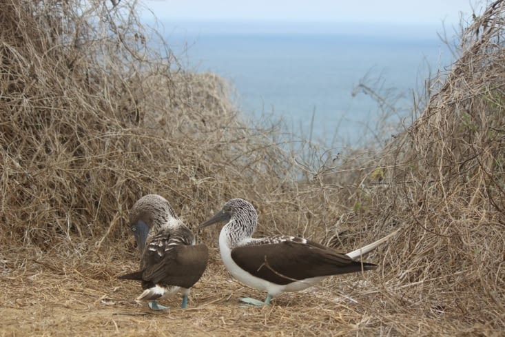 Fous à pates bleues