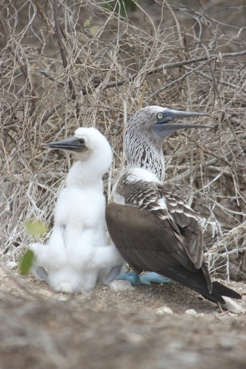 Une maman et son bébé