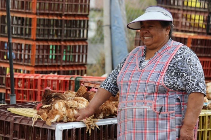 Marché aux animaux - la Maïté équatorienne
