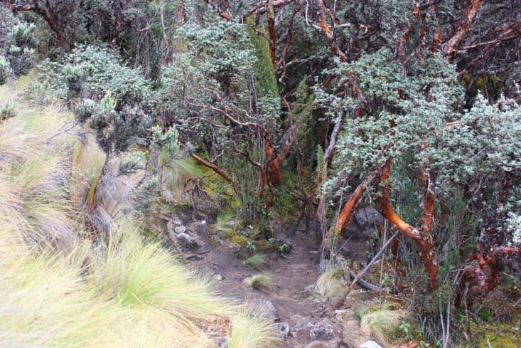 Parque Nacional Cajas - jour 1